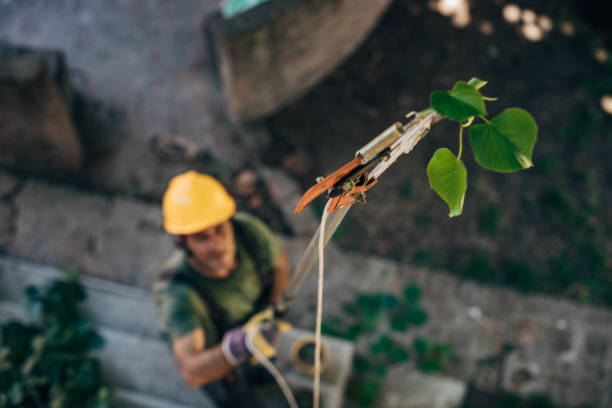 The Steps Involved in Our Tree Care Process in Garden City, GA